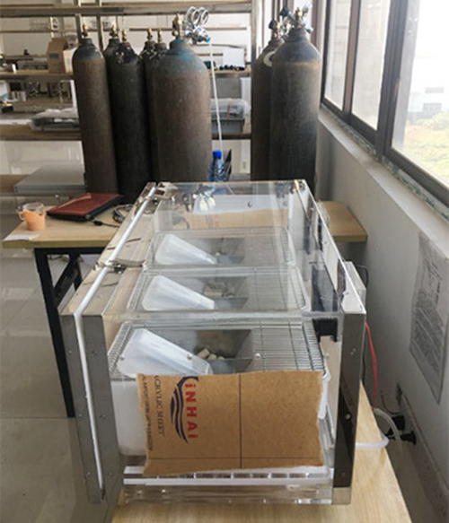 高低氧间歇小鼠实验